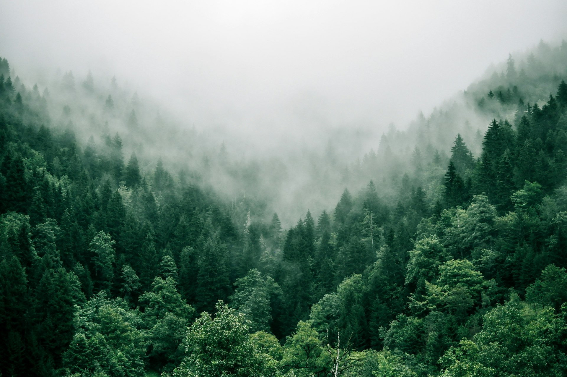 Antennbild över svensk boreal skog