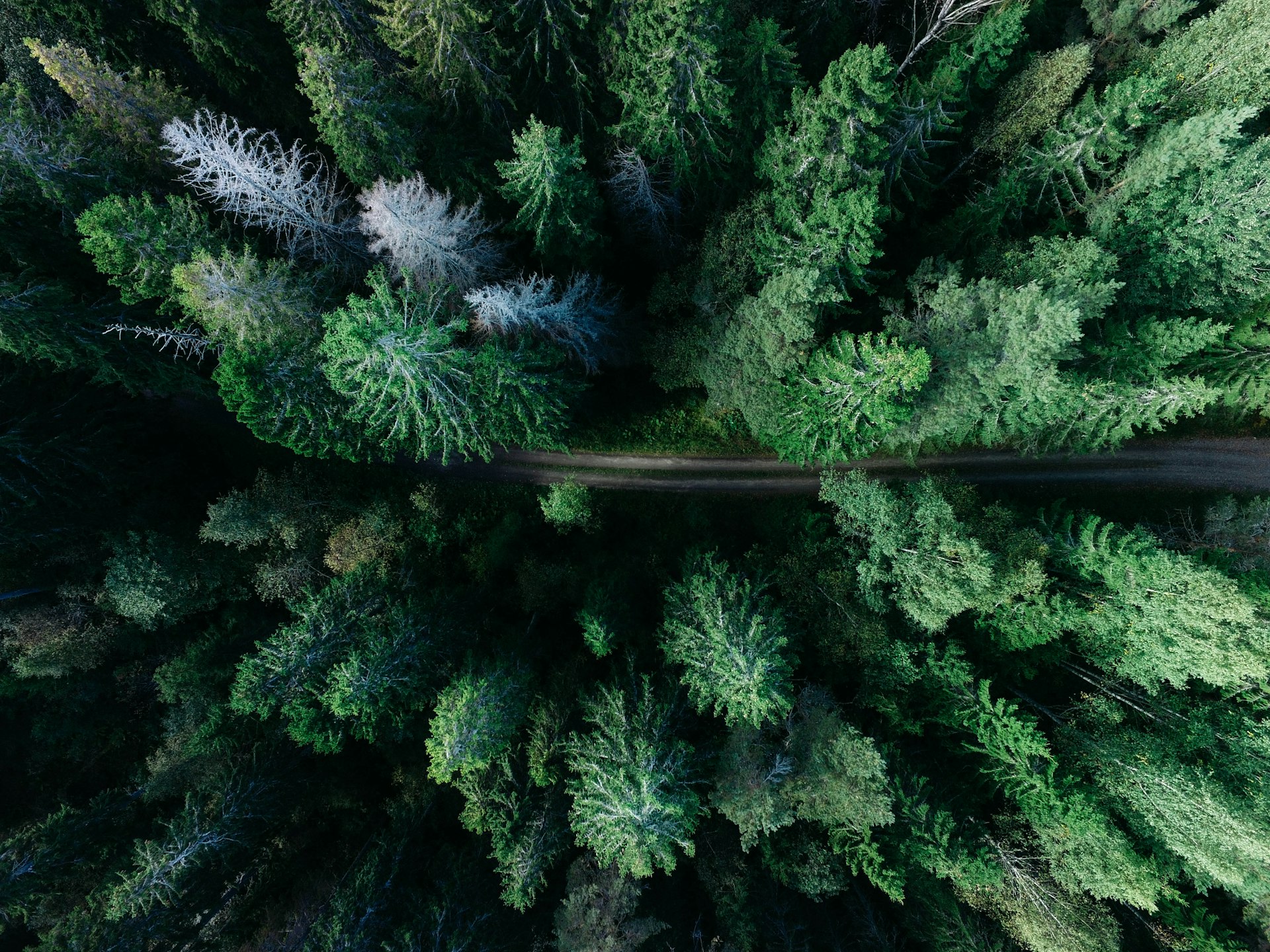Antennbild över svensk skog längs ett vattendrag