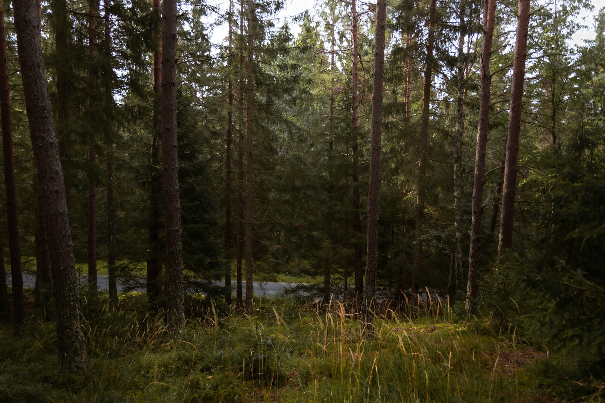 Solljus genom svensk barrskog