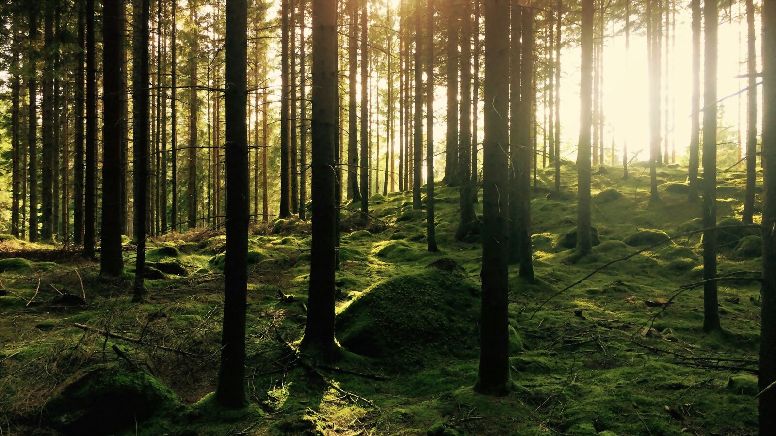 Svensk granskog i motljus, med mossbeklädd mark