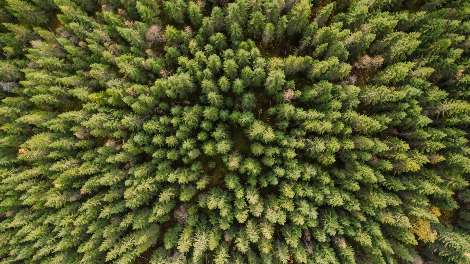 Svensk granskog sedd rakt uppifrån, med tät krontäckning