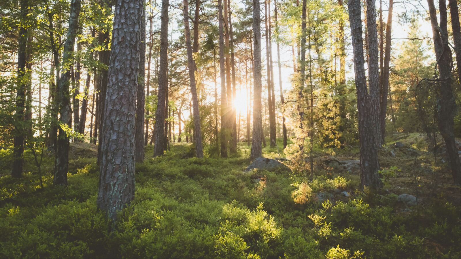Svensk tallskog i kvällsmotljus, med blåbärsris och block på marken