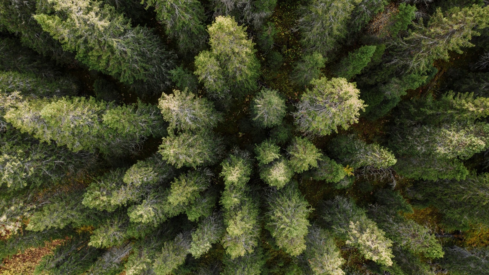 Svensk tallskog sedd rakt uppifrån, kronorna strålar ut från stammarna